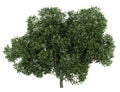 English oak tree isolated on white Royalty Free Stock Photo