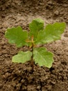 English oak tree sapling