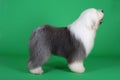 English old sheepdog