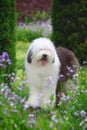 English old sheepdog Royalty Free Stock Photo