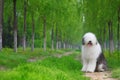 English old sheepdog Royalty Free Stock Photo