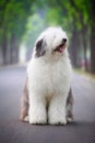 English old sheepdog Royalty Free Stock Photo