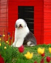 English old sheepdog