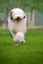 English old sheepdog