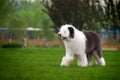 English old sheepdog