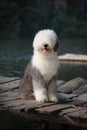 English old sheepdog