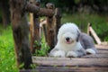 English old sheepdog