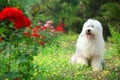 English old sheepdog Royalty Free Stock Photo