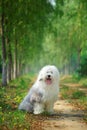 English old sheepdog Royalty Free Stock Photo