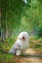 English old sheepdog Royalty Free Stock Photo