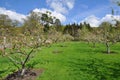 English Orchard Royalty Free Stock Photo