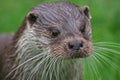 An English otter with admirable whiskers! Royalty Free Stock Photo