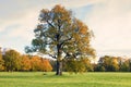 English Park with a lonely old oak Royalty Free Stock Photo