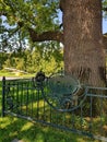 English oak planted 1775. Kharkiv City Central Park. Ukraine