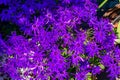 English Pericallis hybrida flowers Royalty Free Stock Photo