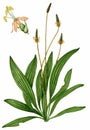 English plantain (Plantago lanceolata)