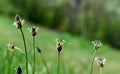 English plantain Plantago lanceolata