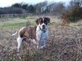 English pointer