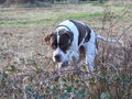 English Pointer