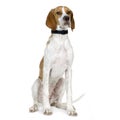 English Pointer (5 months) Royalty Free Stock Photo