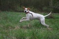 English Pointer Royalty Free Stock Photo