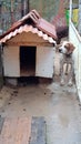 English Pointer - Beagle Dog