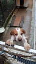 English Pointer - Beagle Dog
