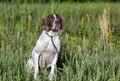 English Pointer bird dog