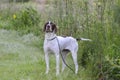 English Pointer bird dog Royalty Free Stock Photo