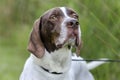 English Pointer bird dog Royalty Free Stock Photo