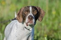 English Pointer bird dog Royalty Free Stock Photo