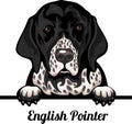 English Pointer - Color Peeking Dogs - dog breed. Color image of a dogs head isolated on a white background