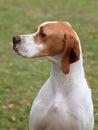 English Pointer dog