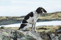 English pointer dog Royalty Free Stock Photo