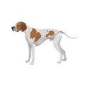 English pointer dog Royalty Free Stock Photo