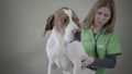 English Pointer dog portrait in veterinary clinic. Veterinarian woman make a medical chack up of a dog with stethoscope