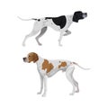 English pointer dogs Royalty Free Stock Photo