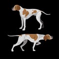 English pointer dogs Royalty Free Stock Photo