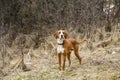 English Pointer Royalty Free Stock Photo