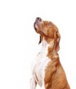 English Pointer (hunter dog) Royalty Free Stock Photo