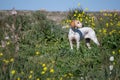 English Pointer (hunter dog) Royalty Free Stock Photo