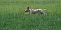 English pointer hunting Royalty Free Stock Photo