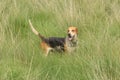 English Pointer Hunting dog in the field Royalty Free Stock Photo