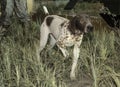 English Pointer