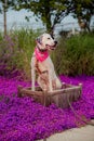 English pointer mix phenotype dog