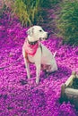 English pointer mix phenotype dog Royalty Free Stock Photo