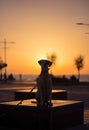 English pointer mix phenotype dog on sunset