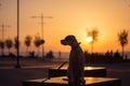 English pointer mix phenotype dog on sunset