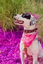 English pointer mix phenotype dog