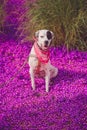 English pointer mix phenotype dog Royalty Free Stock Photo